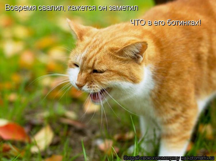 Котоматрица: Вовремя свалил, кажется он заметил ЧТО в его ботинках!