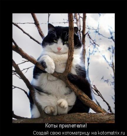 Котоматрица: Коты прилетели!