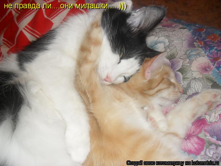 Котоматрица: не правда ли....они милашки.....)))