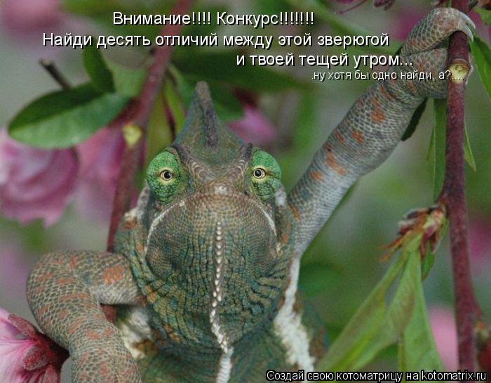 Внимание!!!! Конкурс!!!!!!! Найди десять отличий между этой зверюгой и твоей тещей утром... .ну хотя ... Котоматрица: Внимание!!!! Конкурс!!!!!!! Найди десять отличий между этой зверюгой и твоей тещей утром... .ну хотя бы одно найди, а?....