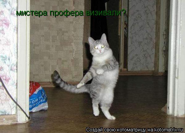 мистера профера визивали?... Котоматрица: мистера профера визивали?