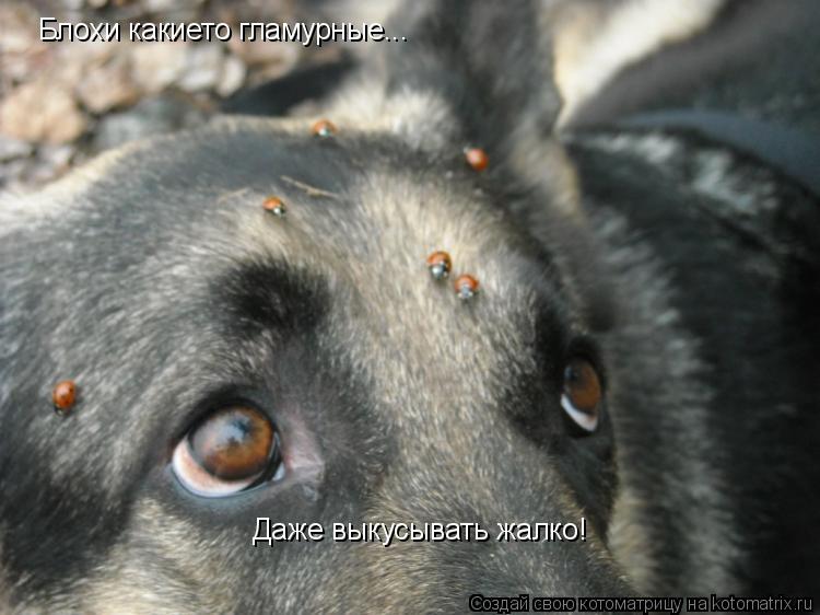 Котоматрица: Блохи какието гламурные... Даже выкусывать жалко!