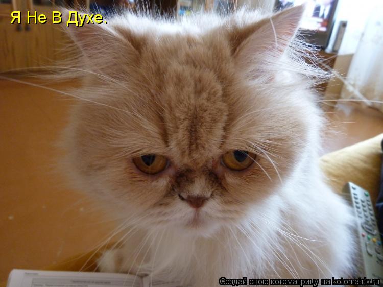 Котоматрица: Я Не В Духе.