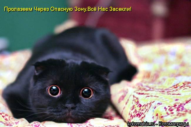 Котоматрица: Пролазеем Через Опасную Зону.Всё Нас Засекли!
