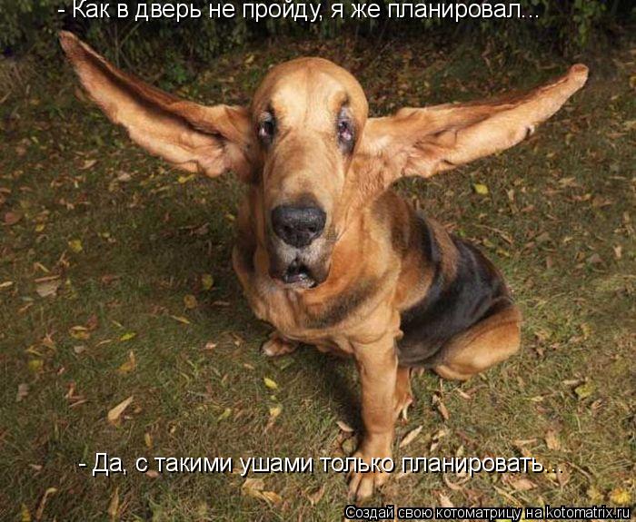 Котоматрица: - Как в дверь не пройду, я же планировал... - Да, с такими ушами только планировать...