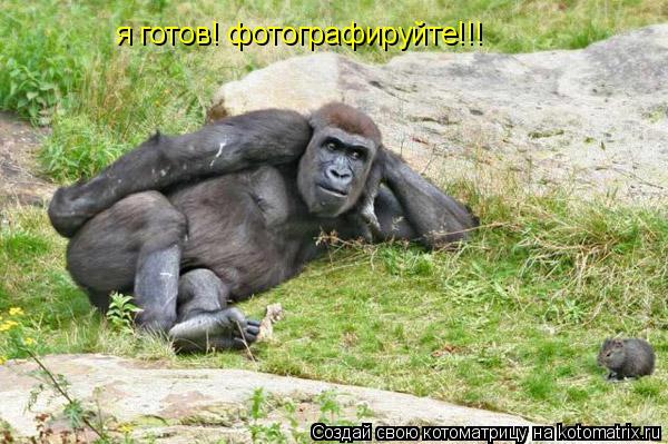 Котоматрица: я готов! фотографируйте!!!