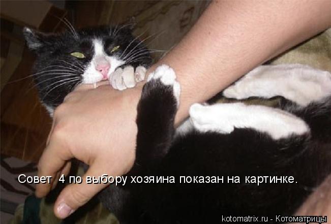 Котоматрица: Совет №4 по выбору хозяина показан на картинке.
