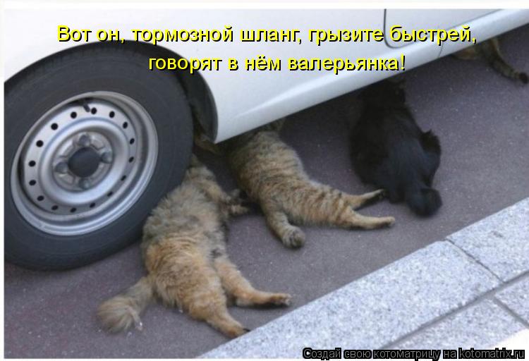 Котоматрица: Вот он, тормозной шланг, грызите быстрей,  говорят в нём валерьянка!