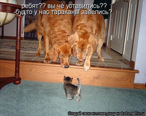 Котоматрица: ребят?? вы чё уставились?? -будто у нас тараканы завелись?