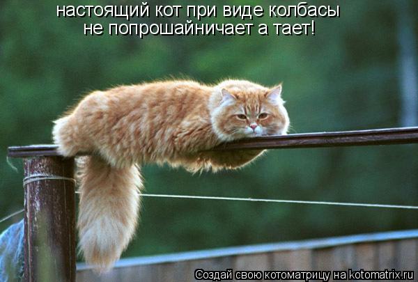 Котоматрица: настоящий кот при виде колбасы  не попрошайничает а тает!