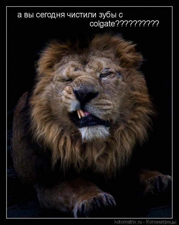 Котоматрица: а вы сегодня чистили зубы с colgate??????????