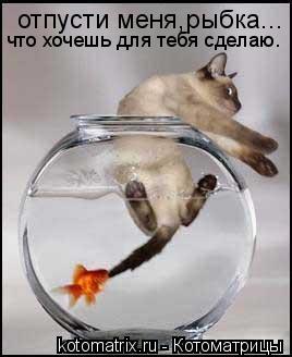 Котоматрица: отпусти меня,рыбка... что хочешь для тебя сделаю.