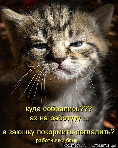Котоматрица: куда собрались??? ах на работууу.... а заюшку покормить-погладить? работнички,блин...
