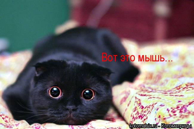 Котоматрица: Вот это мышь...