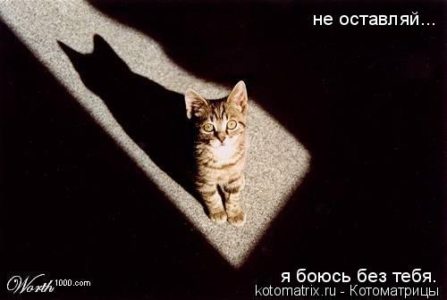 Котоматрица: не оставляй... я боюсь без тебя.