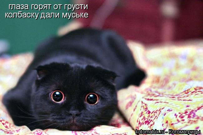 Котоматрица: глаза горят от грусти колбаску дали муське