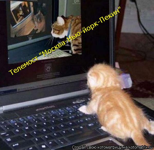 Котоматрица: Телемост "Москва-Нью-йорк-Пекин"
