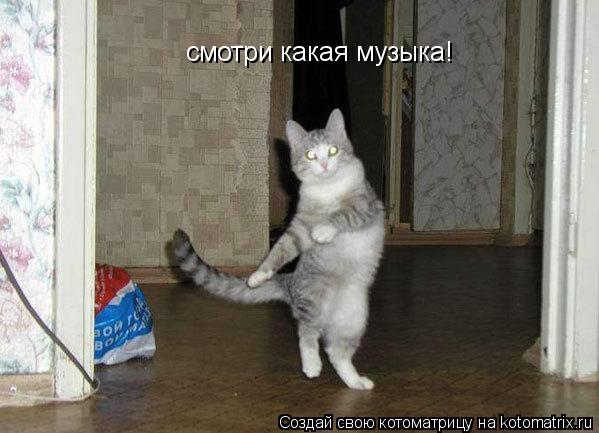 Котоматрица: смотри какая музыка!