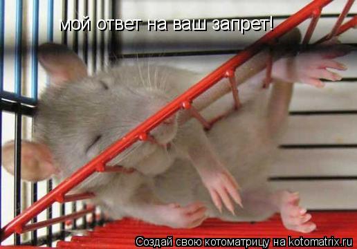 Котоматрица: мой ответ на ваш запрет!
