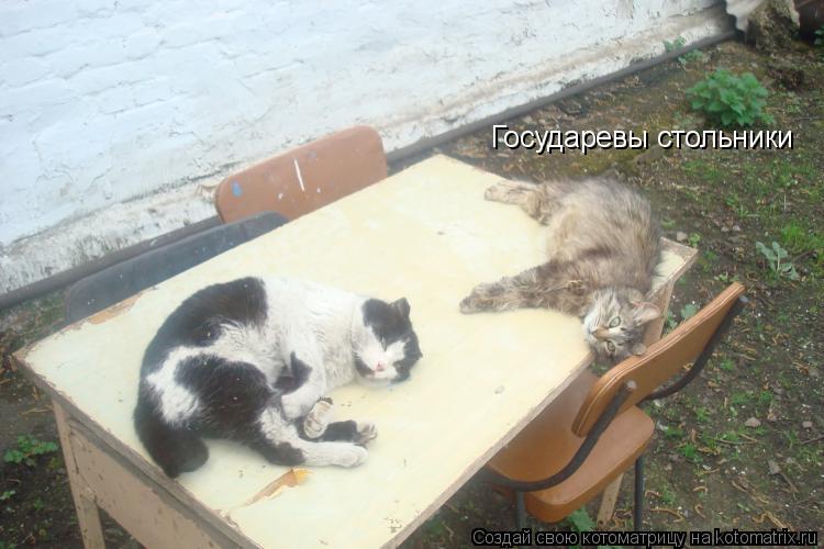 Котоматрица: Государевы стольники