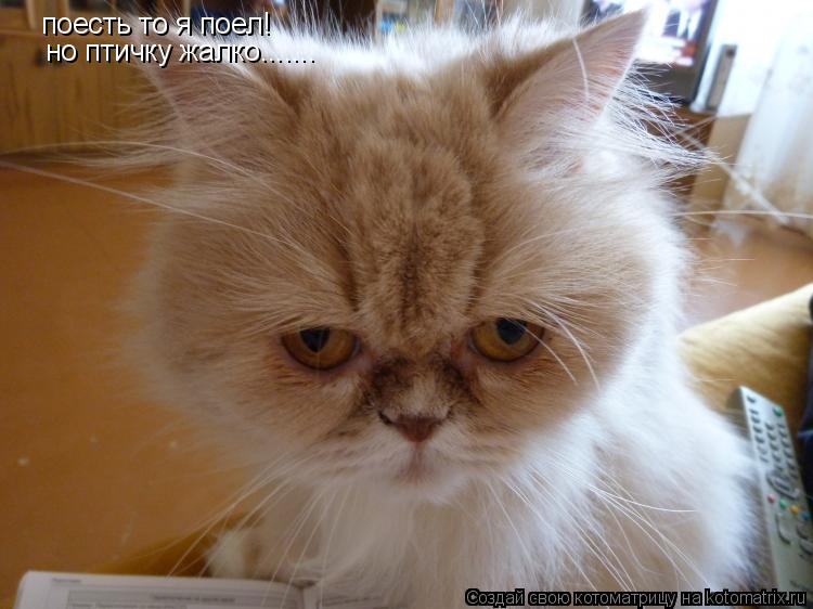 Котоматрица: поесть то я поел! но птичку жалко.......
