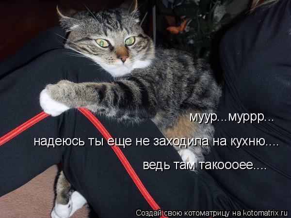 Котоматрица: муур...муррр... муур...муррр... надеюсь ты еще не заходила на кухню.... ведь там такоооее....