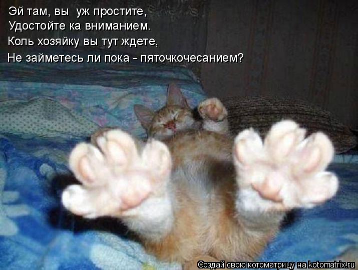 Котоматрица: Эй там, вы  уж простите, Удостойте ка вниманием. Коль хозяйку вы тут ждете, Не займетесь ли пока - пяточкочесанием?