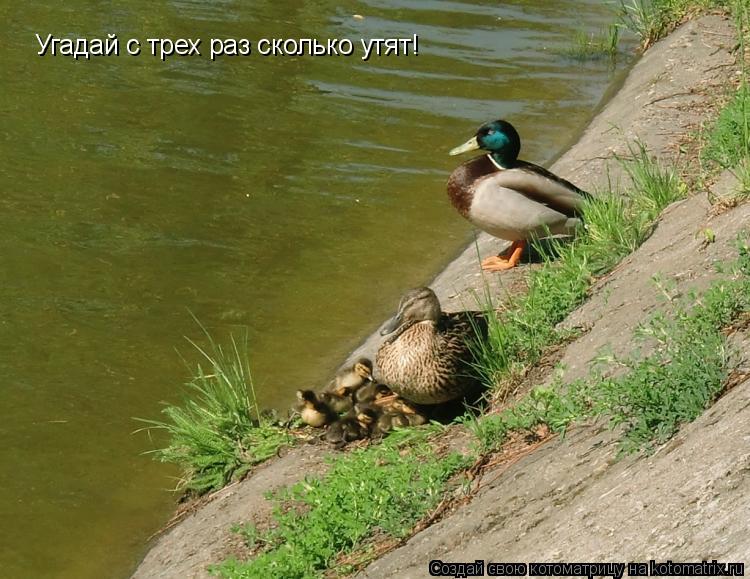 Котоматрица: Угадай с трех раз сколько утят!