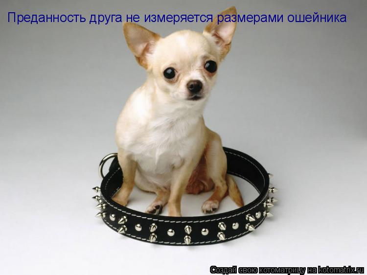 Котоматрица: Преданность друга не измеряется размерами ошейника