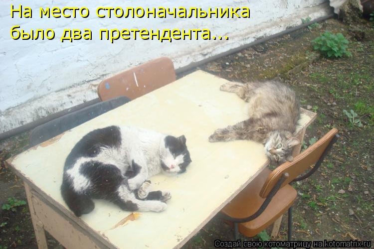 Котоматрица: На место столоначальника было два претендента...