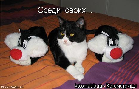 Котоматрица: Среди  своих...