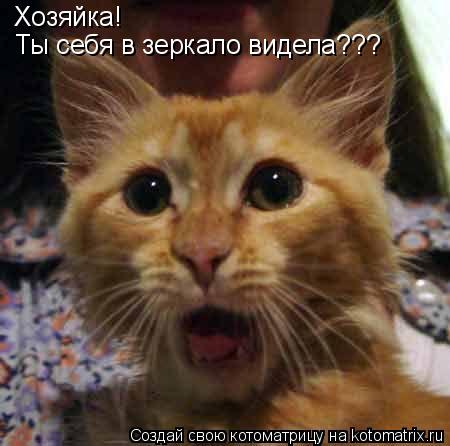 Котоматрица: Хозяйка!  Ты себя в зеркало видела???
