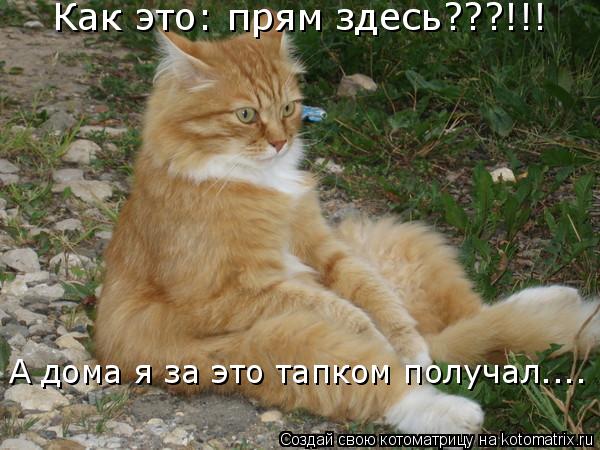 Как это: прям здесь???!!! А дома я за это тапком получал....... Котоматрица: Как это: прям здесь???!!! А дома я за это тапком получал....