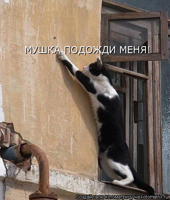 МУШКА ПОДОЖДИ МЕНЯ!... Котоматрица: МУШКА ПОДОЖДИ МЕНЯ!
