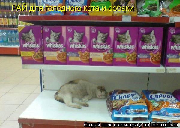 РАЙ для голодного кота и собаки... Котоматрица: РАЙ для голодного кота и собаки