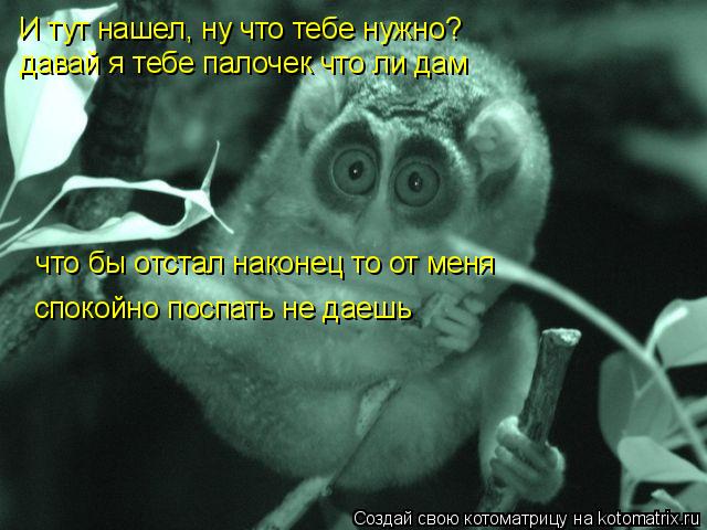 И тут нашел, ну что тебе нужно? давай я тебе палочек что ли дам что бы отстал наконец то от меня сп... Котоматрица: И тут нашел, ну что тебе нужно? давай я тебе палочек что ли дам что бы отстал наконец то от меня спокойно поспать не даешь