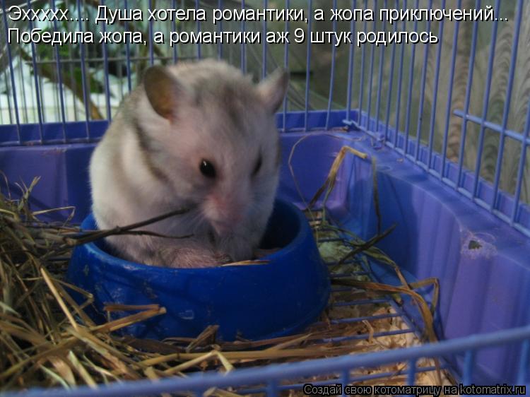 Эххххх.... Душа хотела романтики, а жопа приключений... Победила жопа, а романтики аж 9 штук родилос... Котоматрица: Эххххх.... Душа хотела романтики, а жопа приключений... Победила жопа, а романтики аж 9 штук родилось