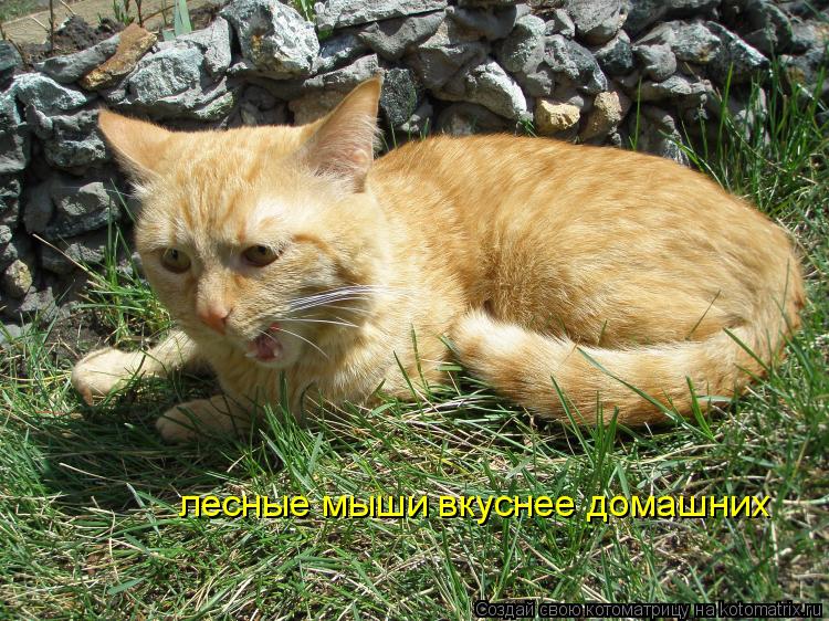Котоматрица: лесные мыши вкуснее домашних