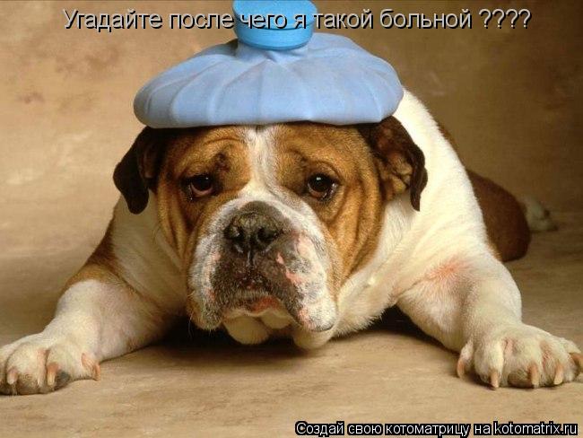 Котоматрица: Угадайте после чего я такой больной ????