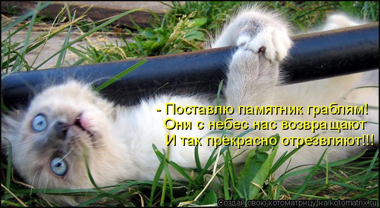 Котоматрица: - Поставлю памятник граблям! Они с небес нас возвращают И так прекрасно отрезвляют!!!