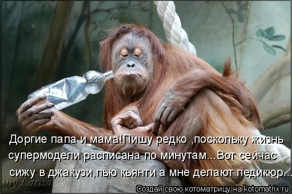 Котоматрица: Доргие папа и мама!Пишу редко ,поскольку жизнь супермодели расписана по минутам...Вот сейчас  сижу в джакузи,пью кьянти а мне делают педикюр.