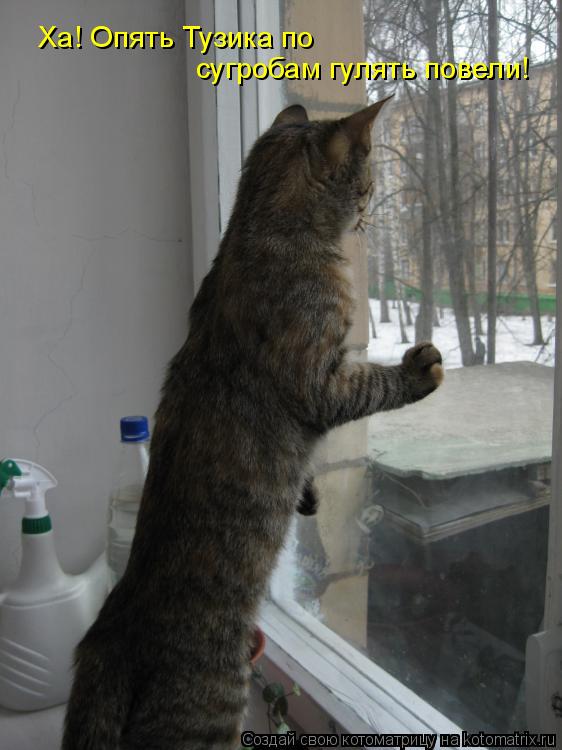 Ха! Опять Тузика по сугробам гулять повели!... Котоматрица: Ха! Опять Тузика по сугробам гулять повели!
