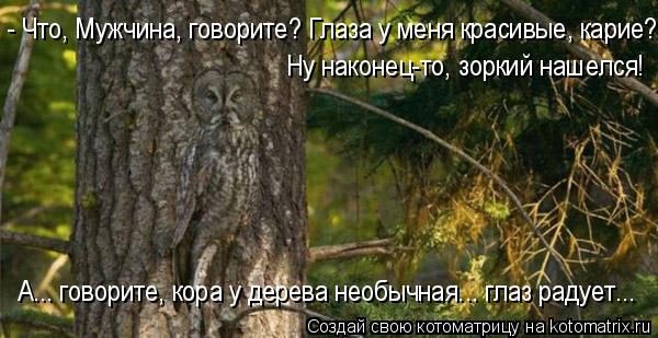 Котоматрица: - Что, Мужчина, говорите? Глаза у меня красивые, карие? Ну наконец-то, зоркий нашелся! А... говорите, кора у дерева необычная... глаз радует...