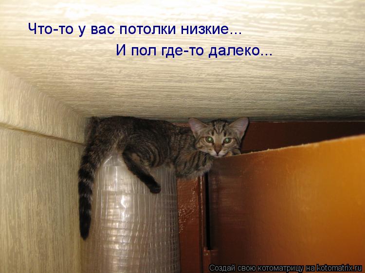 Что-то у вас потолки низкие... И пол где-то далеко...... Котоматрица: Что-то у вас потолки низкие... И пол где-то далеко...