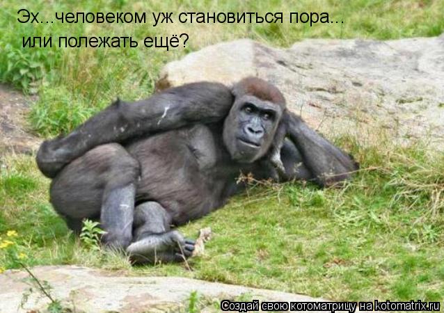 Эх...человеком уж становиться пора... или полежать ещё?... Котоматрица: Эх...человеком уж становиться пора... или полежать ещё?