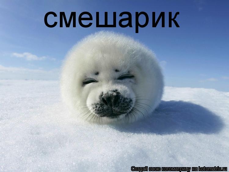 смешарик... Котоматрица: смешарик