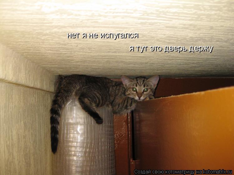 Котоматрица: я тут это дверь держу нет я не испугался