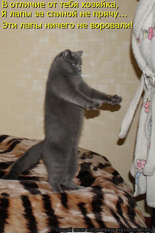 Котоматрица: В отличие от тебя хозяйка, Я лапы за спиной не прячу... Эти лапы ничего не воровали!