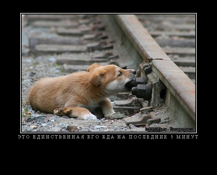Это единственная его еда на последние 5 минут ... Котоматрица: Это единственная его еда на последние 5 минут