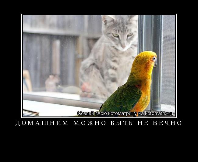 Котоматрица: Домашним можно быть не вечно 